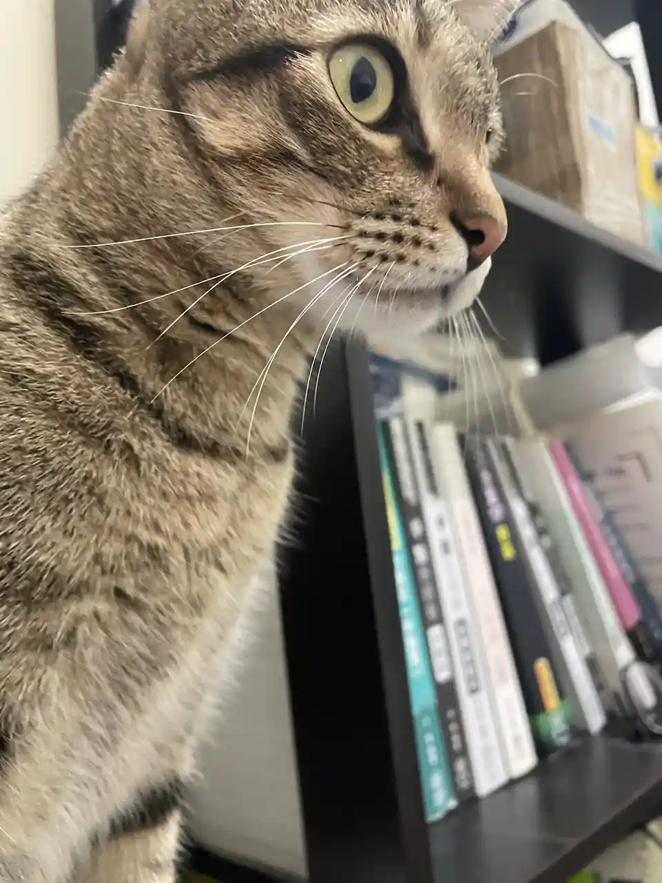 A close-up of a tabby cat with wide, alert green eyes looking intently to the right, perched beside a bookshelf filled with…