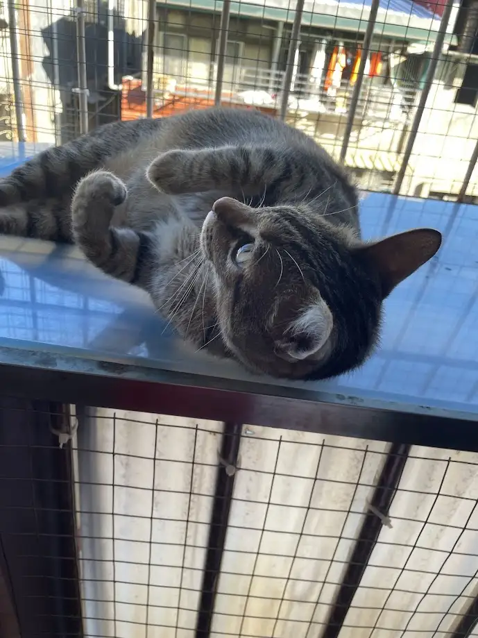 Adorable Feline Alert: It's a Cat!