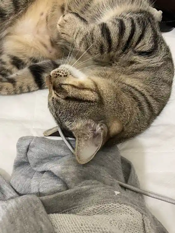 Adorable Sleeping Cat Moments