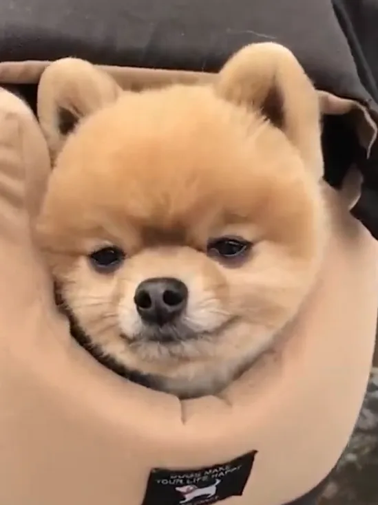 A close-up of a fluffy, light brown Pomeranian puppy with a slightly grumpy or unimpressed expression, nestled in a beige…