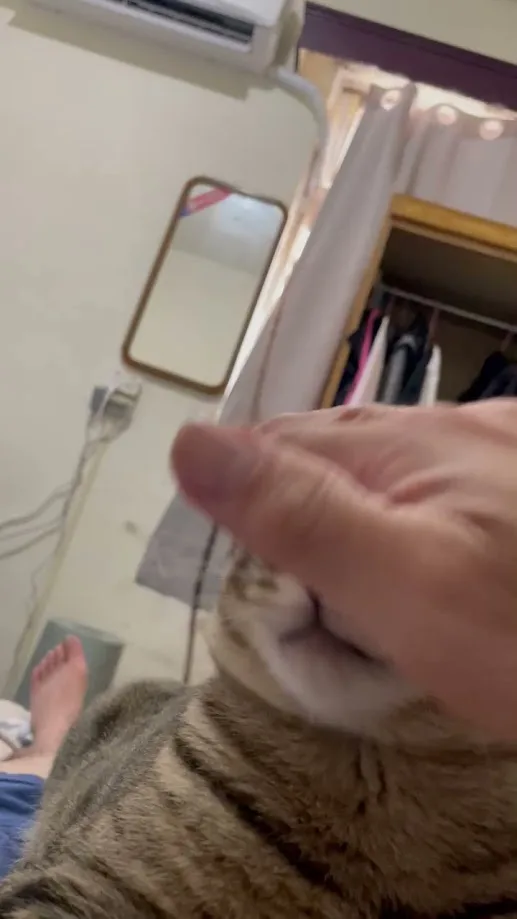 More cute cat shenanigans