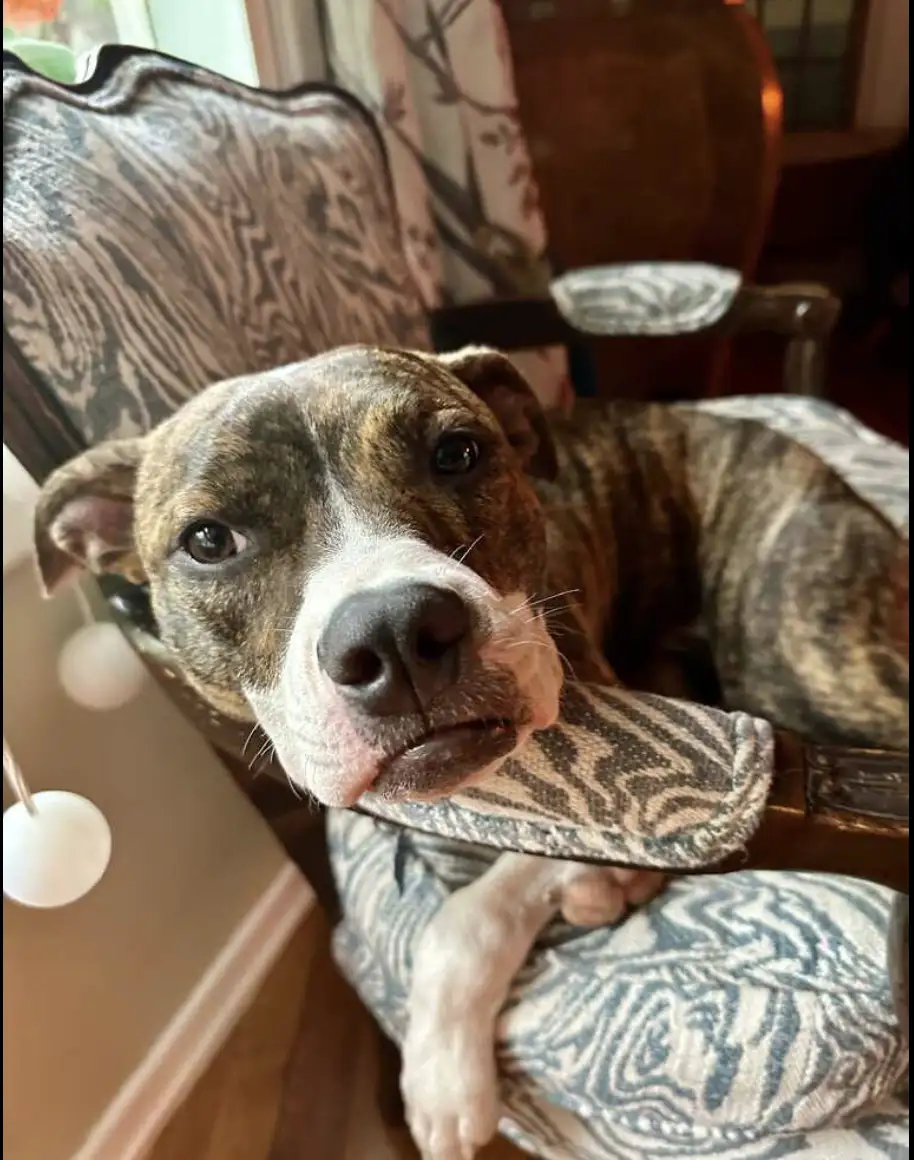 a brindle and white dog with a sad, droopy expression sits in a patterned armchair, looking directly at the camera with its…