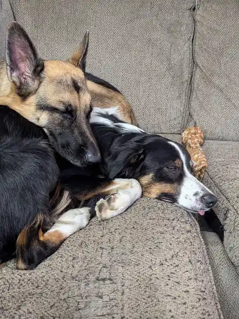 Two dogs are sleeping closely together on a brown couch; one is a tan and black dog with its head resting on the other dog…