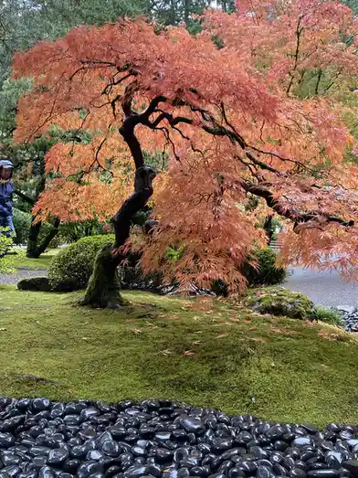 A photograph of a gracefully curved Japanese maple tree with vibrant orange-red autumn leaves, growing from a moss-covered…