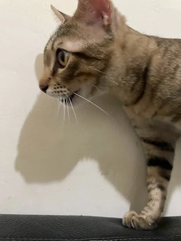 A tabby cat with wide, alert eyes and perked ears is standing on a black surface, looking sideways at something off-camera…