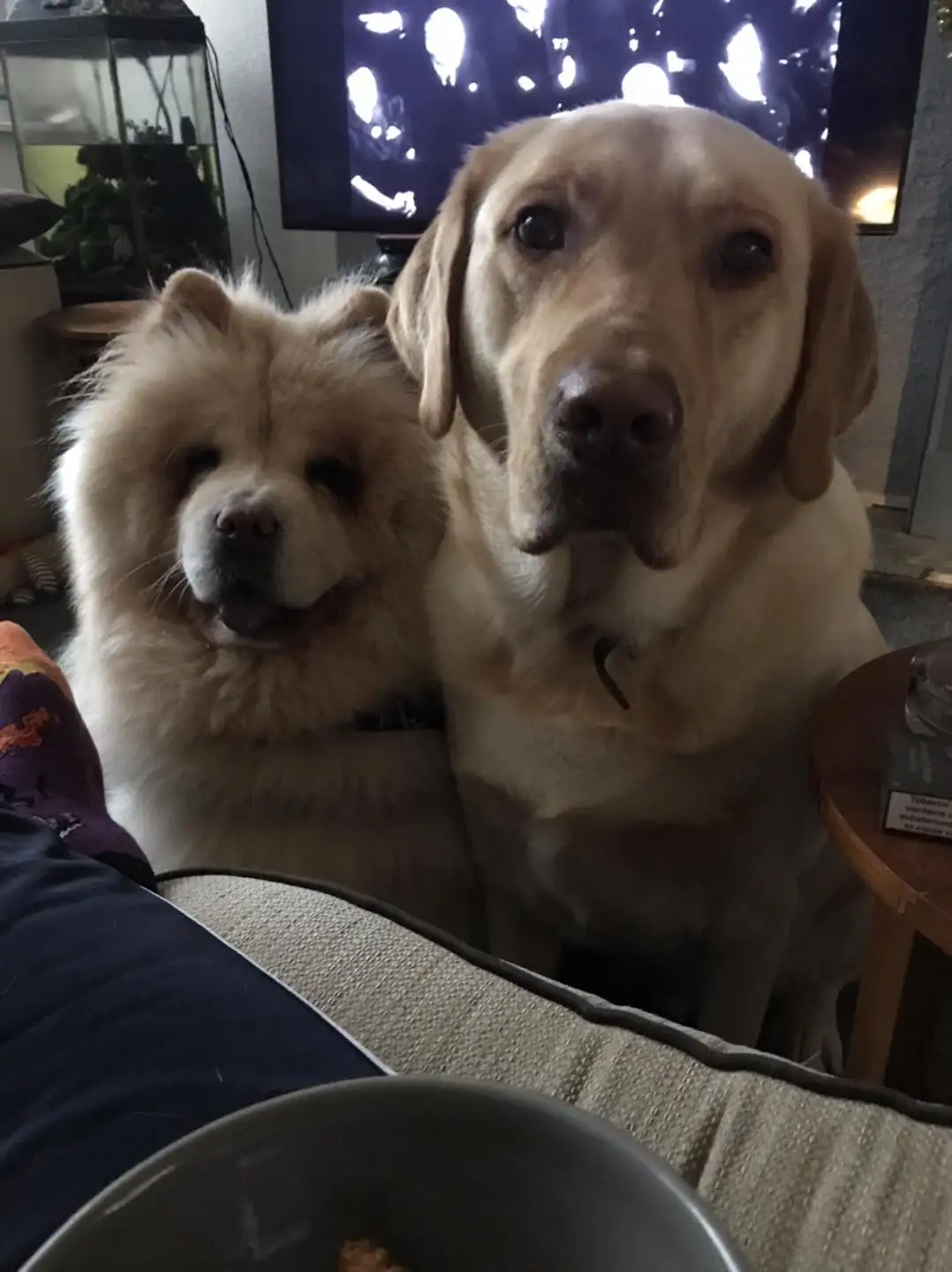 Two dogs, a fluffy Chow Chow and a yellow Labrador, sit side-by-side on a couch looking at the camera. The Chow Chow has a…