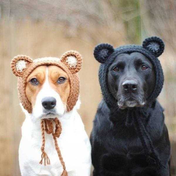 Two dogs, one tan and white, one black, both wearing knitted bear ears hats, stare seriously at the camera. The tan dog's…