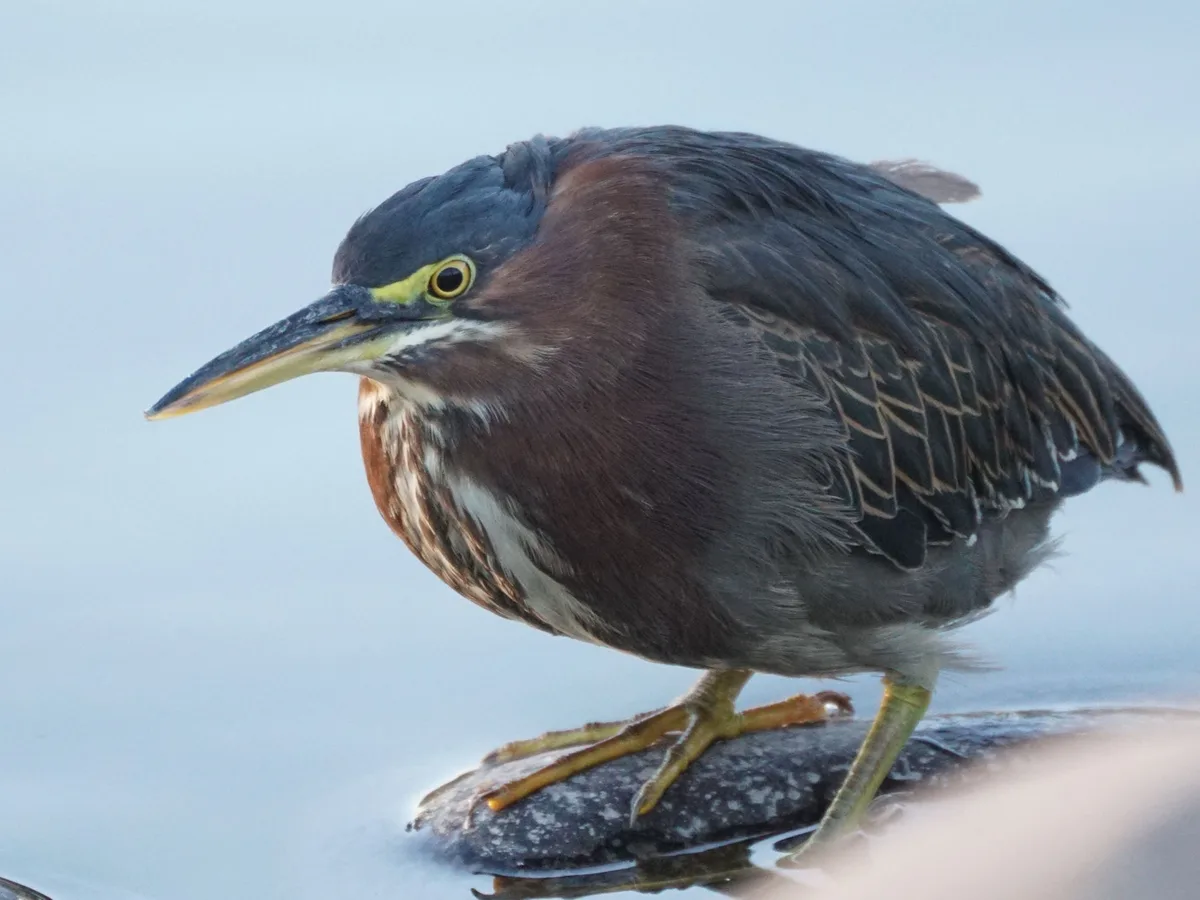 Charming Birds at Granada Park