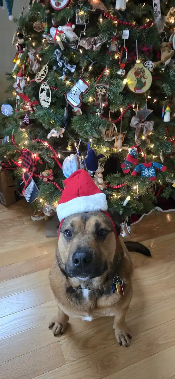 Merry Christmas Greetings from Beverly!