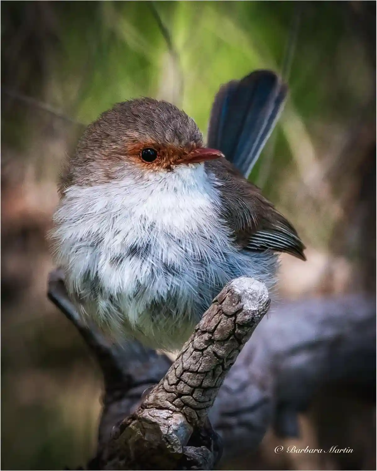 A small, fluffy bird with a white chest, brown head, and reddish-brown eye-ring perches on a weathered branch. Its feathers…