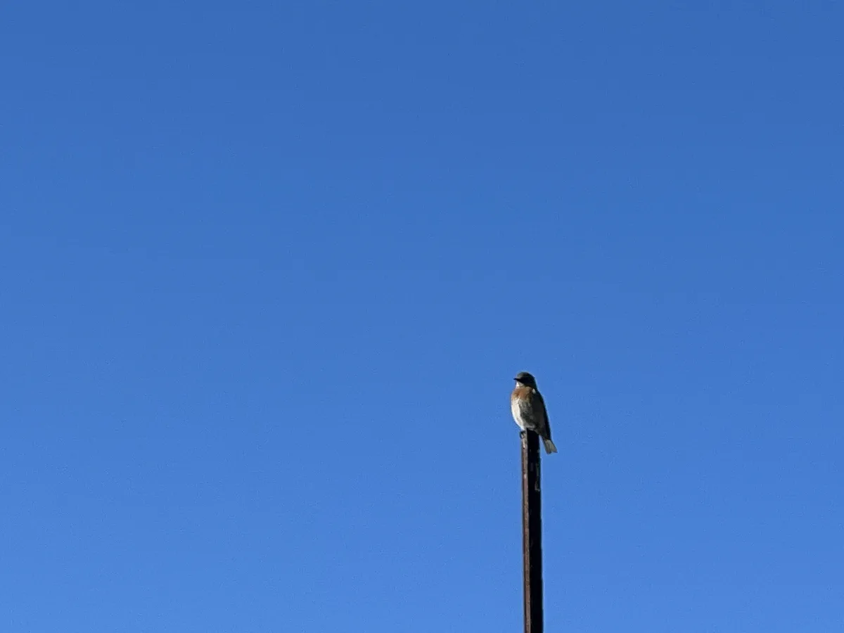 Spotted a bird and captured the moment