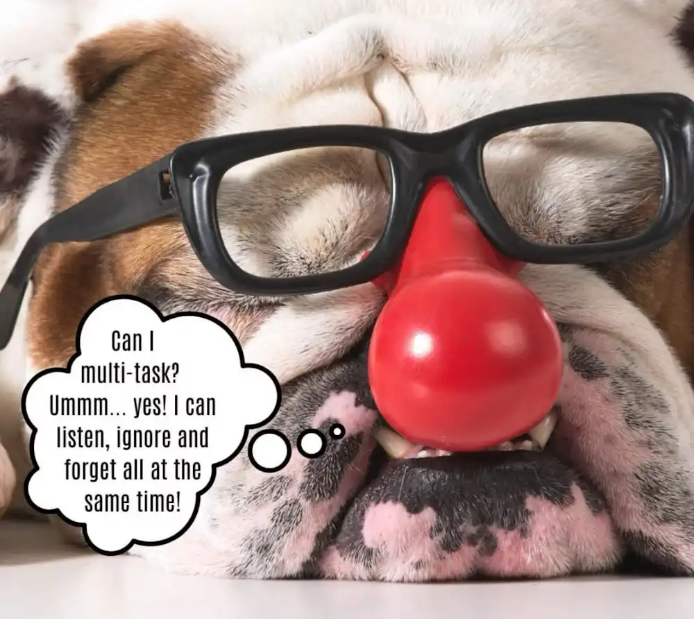 Meme Dump 556: All Things Beagle!