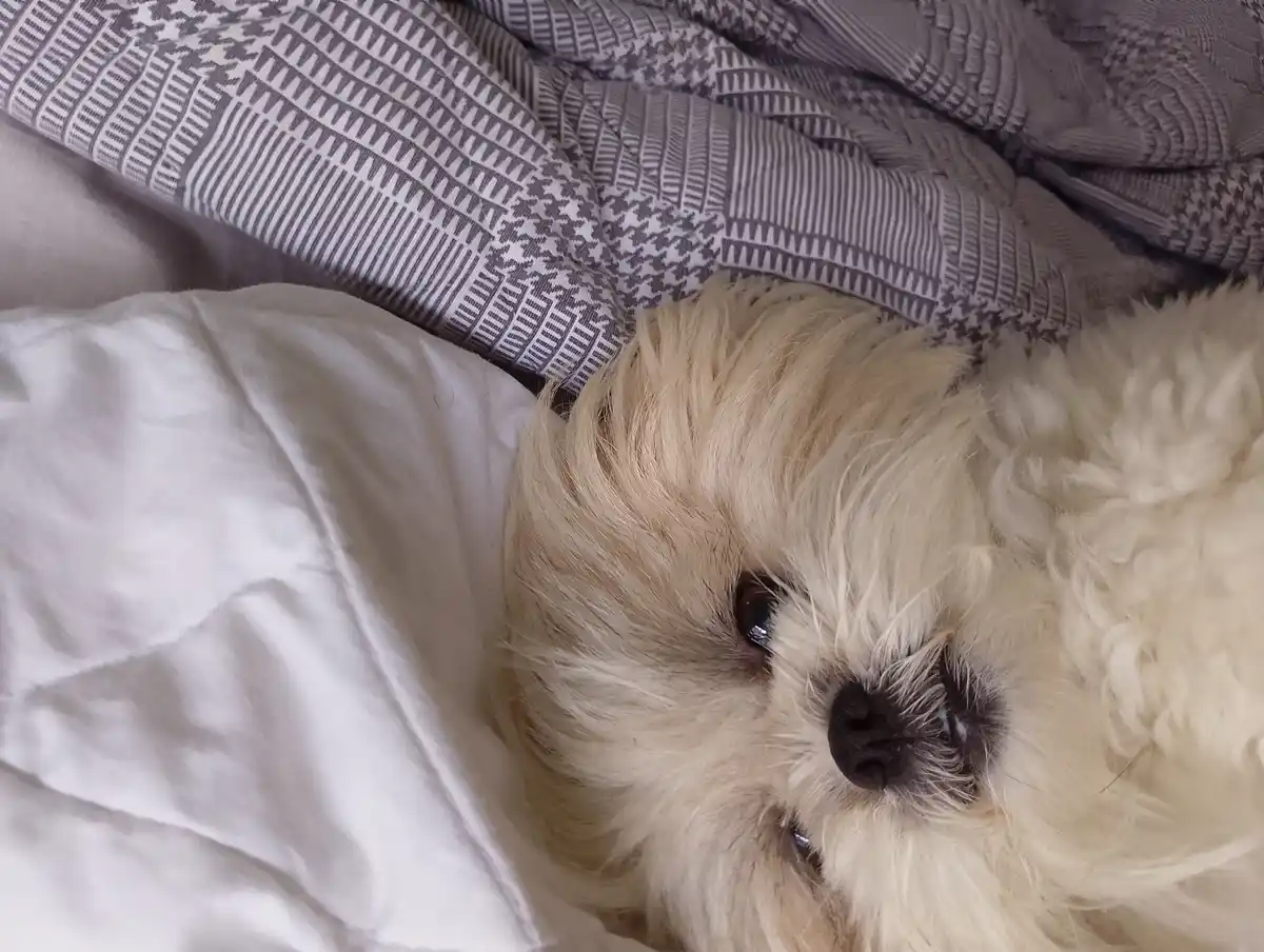 A fluffy, light-colored dog with one visible dark eye and a black nose lies on a bed with white sheets and a grey patterned…