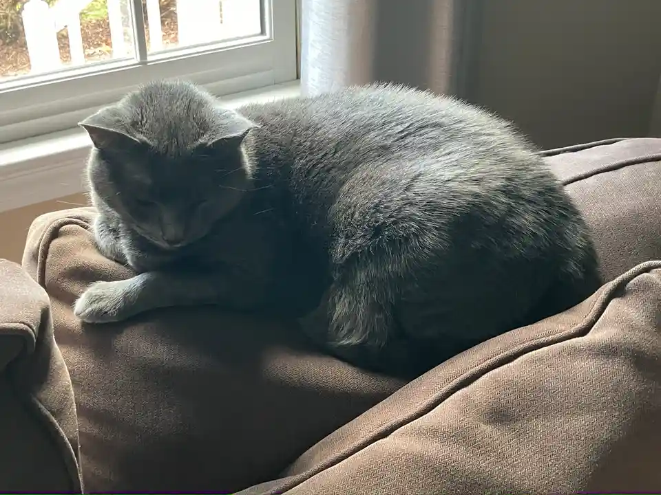 A gray cat is curled up and sleeping on a brown couch near a window, with sunlight illuminating part of its fur. The…