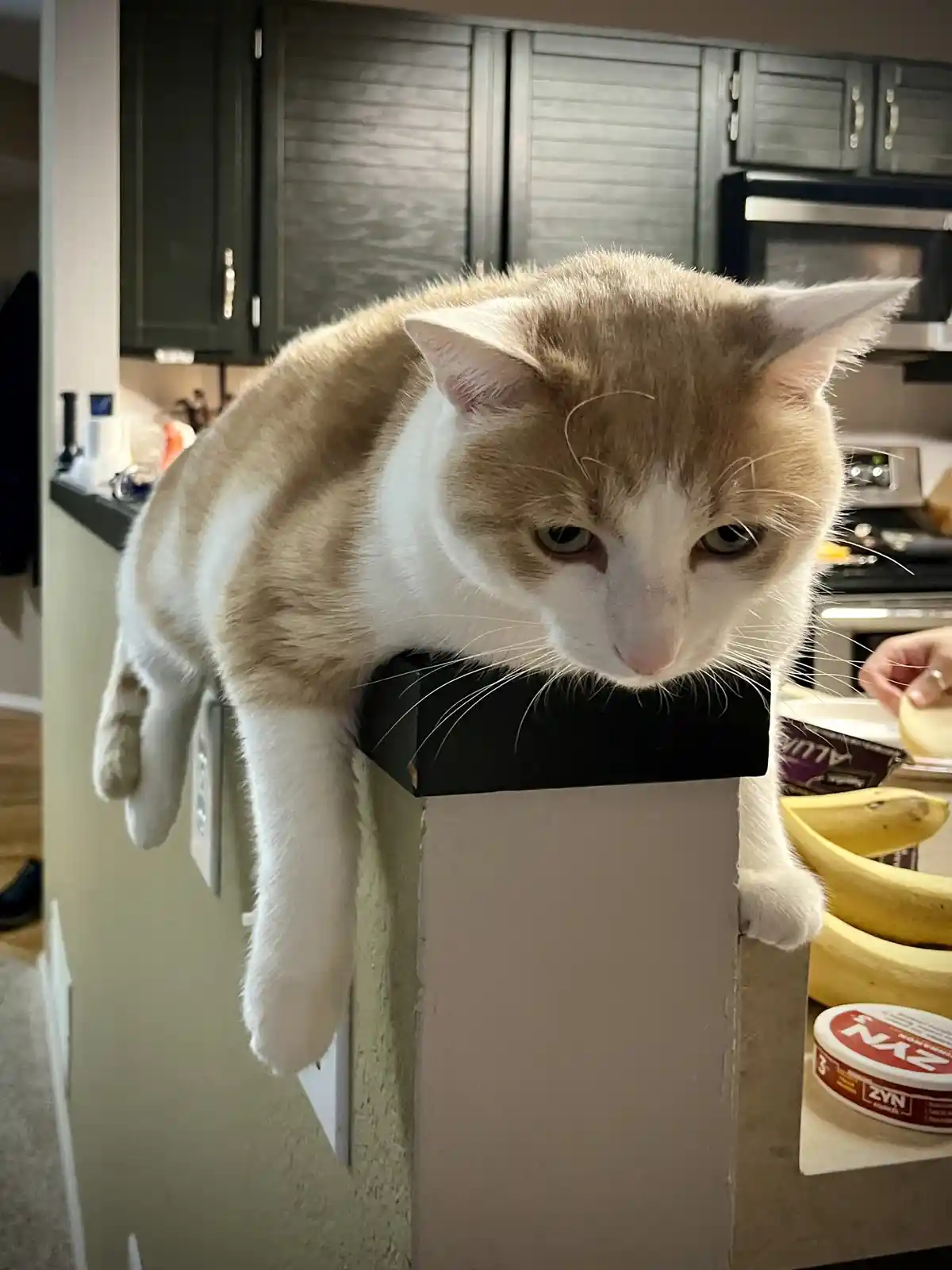 A tan and white cat with a grumpy expression is perched on the edge of a kitchen counter, looking down at the viewer. Its…