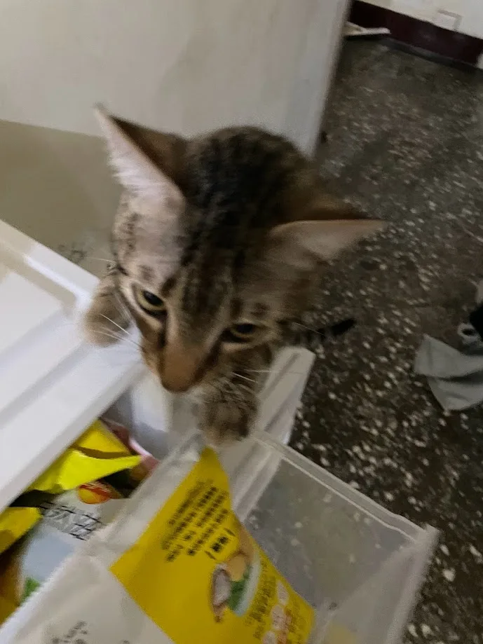 A tabby cat peers intently from inside an open white plastic storage bin, its face close to the camera, with a yellow snack…