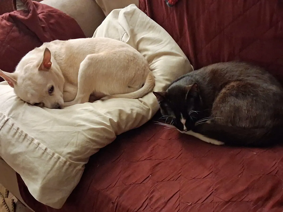 Time for a Well-Deserved Nap