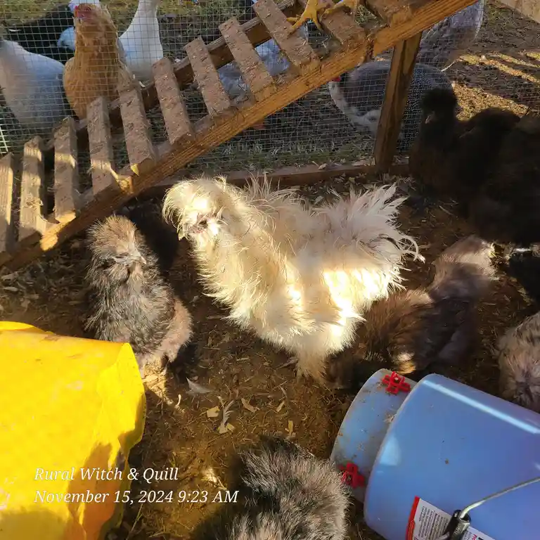 A photo of several chickens in a dirt yard with a wooden ramp and wire fencing, featuring a prominent white Silkie chicken…