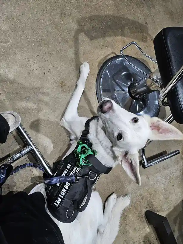 A white dog wearing a black vest with 'DO NOT PET' and 'IN TRAINING' text lies on a concrete floor, looking up at the…