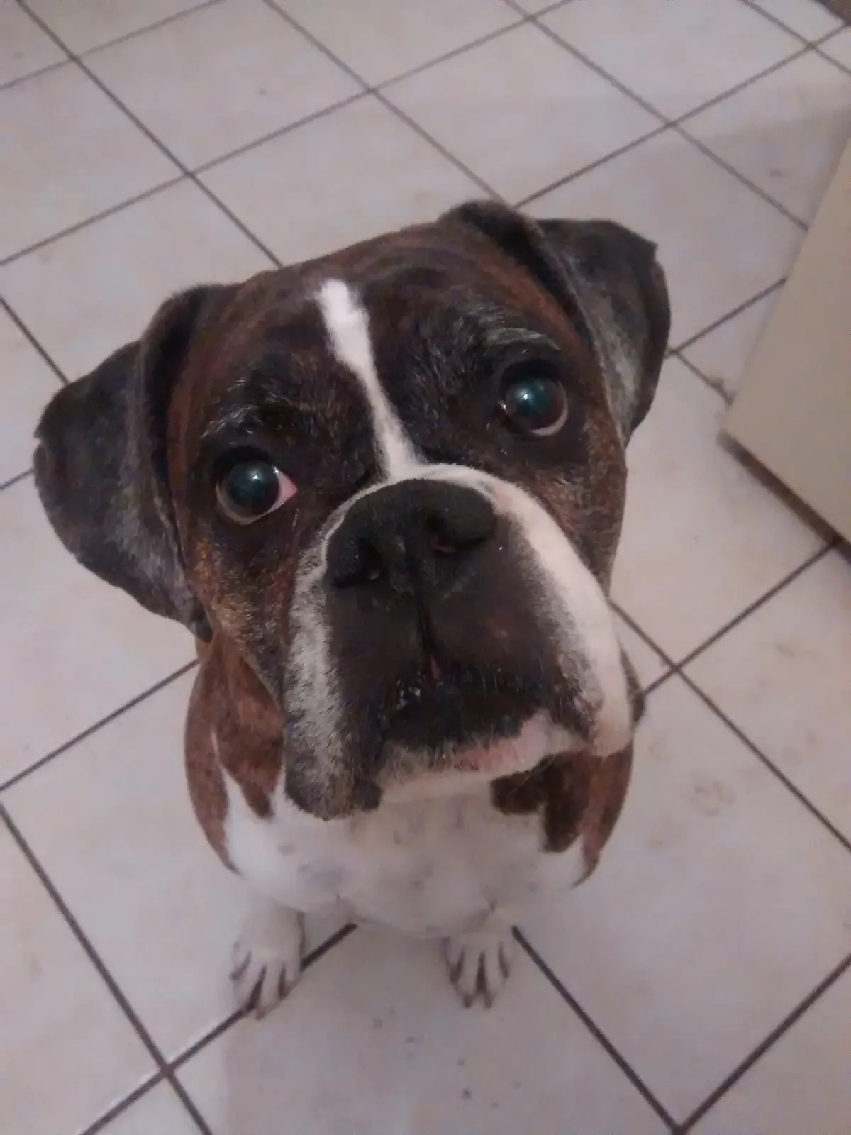 Introducing 'Digit The Boxer': A New Character
