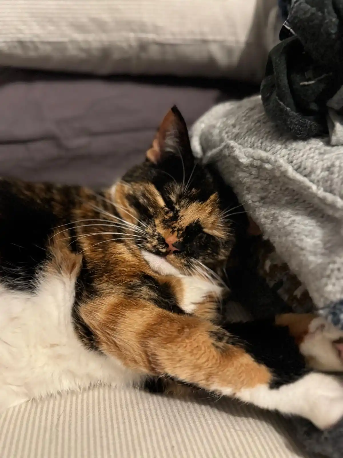 A calico cat with black, orange, and white fur is curled up and sleeping soundly on a striped couch, partially covered by a…