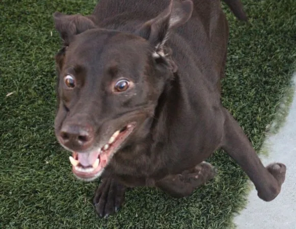 a black dog with wide, startled eyes and an open mouth showing teeth, lying on green artificial grass, looking up at the…