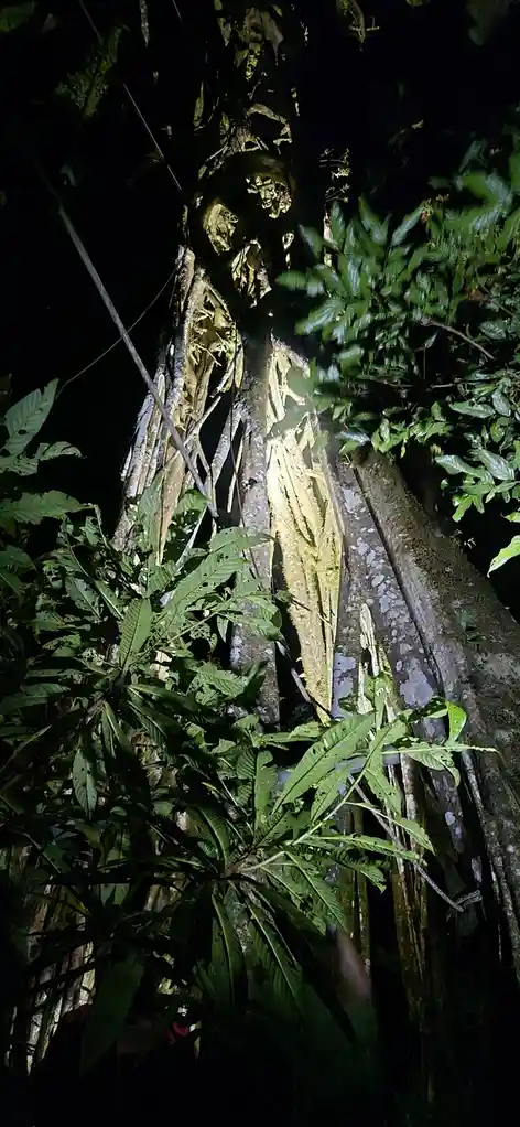 The Fascinating Strangler Fig: Nature's Wonder!
