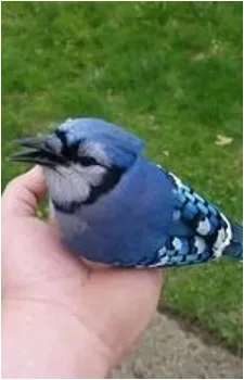a blue jay perched on a person's hand, looking directly at the camera with its beak slightly open. The bird has blue…