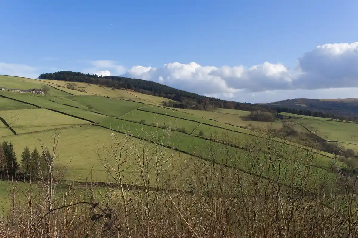 A scenic landscape photo of rolling green hills divided by stone walls under a blue sky with white clouds. Bare branches are…