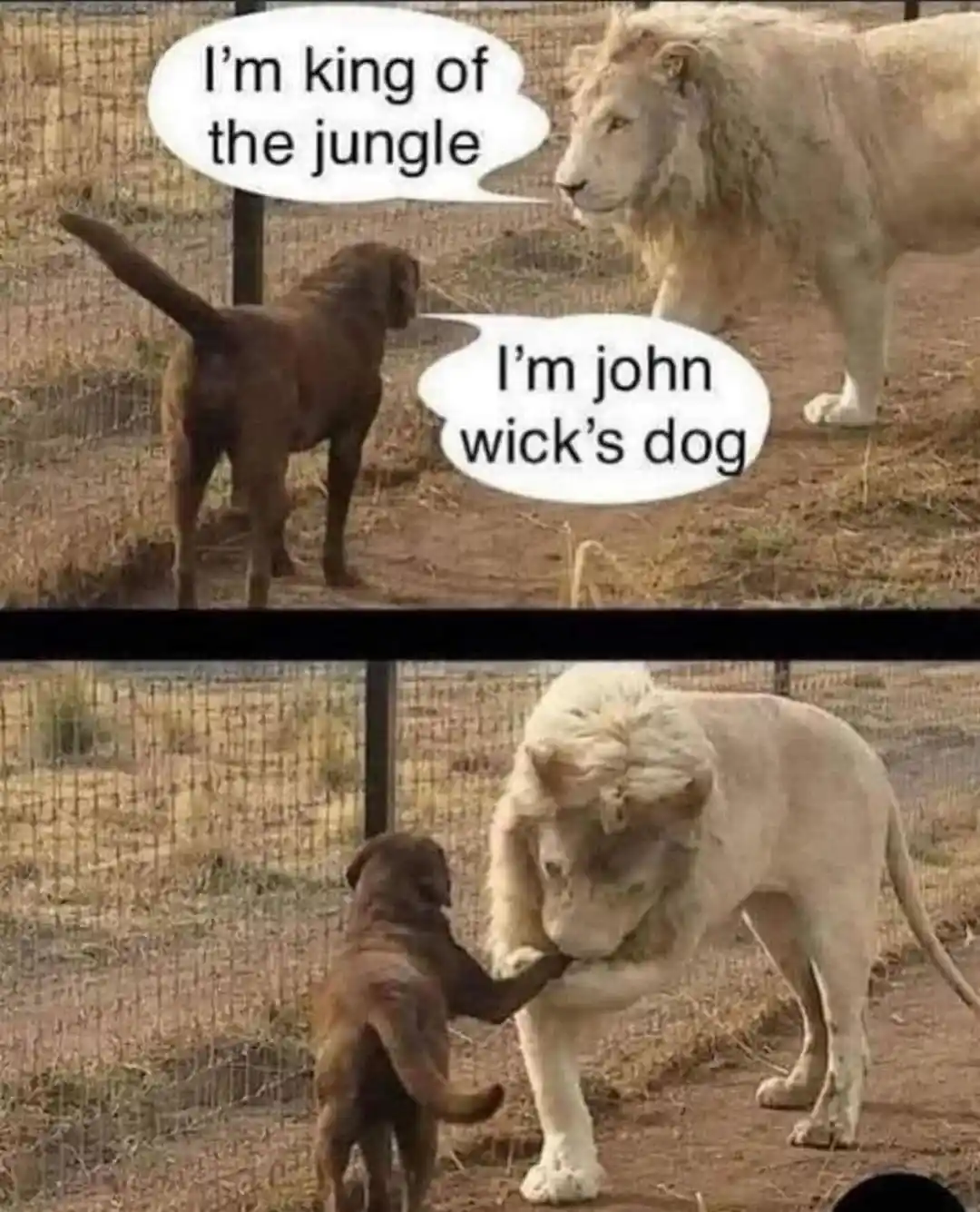 A two-panel meme featuring a brown dog and a white lion separated by a fence. In the top panel, the dog declares 'I'm king…