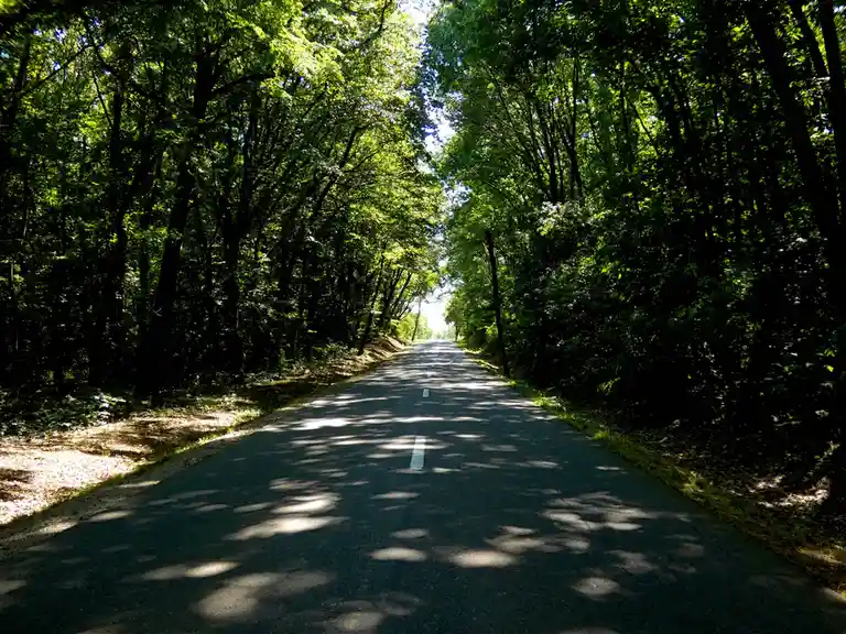 A straight asphalt road winds through a dense, green forest with sunlight filtering through the canopy, casting dappled…