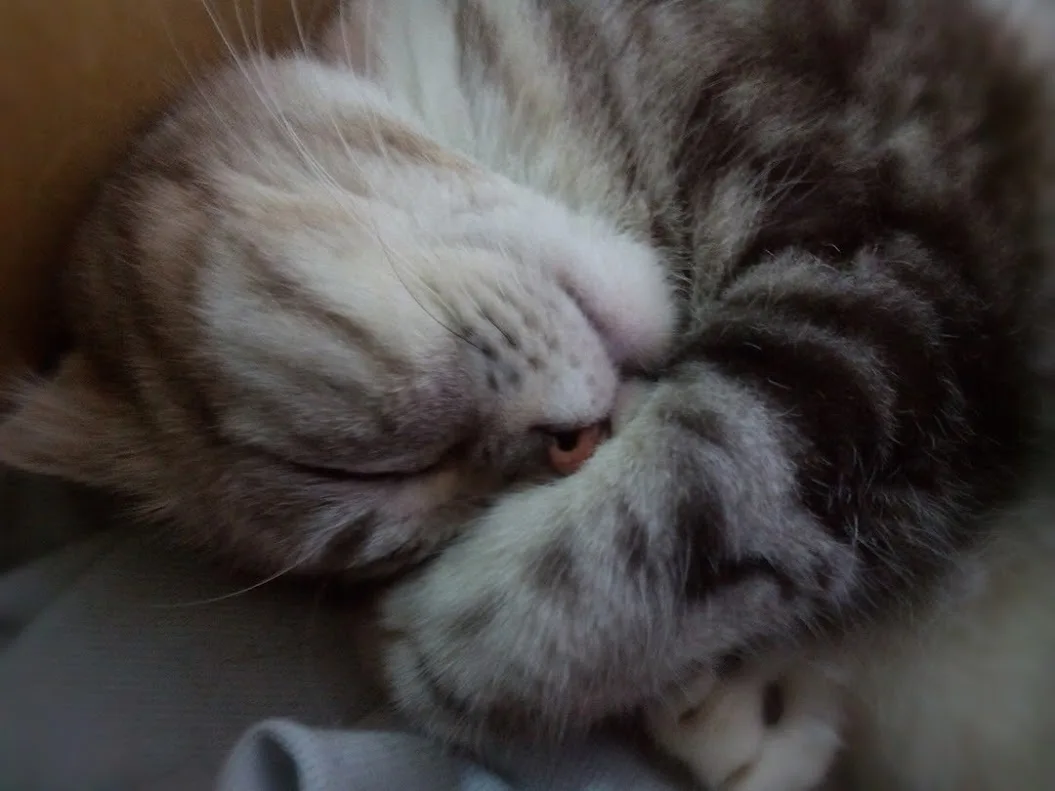 a close-up photo of a fluffy, tabby-patterned cat curled up and sleeping, with one eye partially open, its paw tucked near…