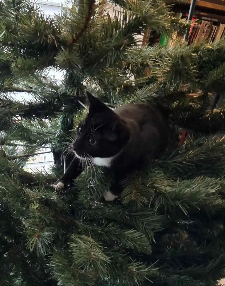 Midnight the Kitten's Magical First Christmas