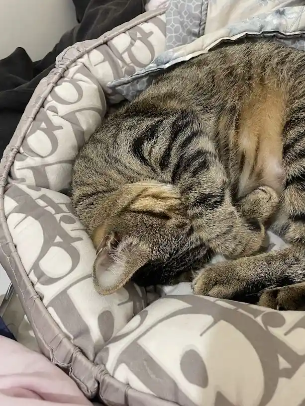 Another Day, Another Cute Cat Adventure