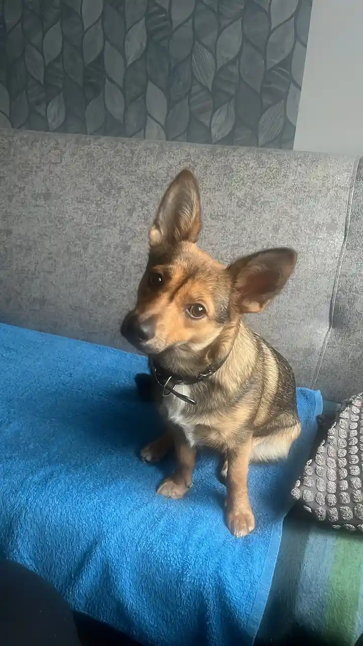 A small brown and black dog with large ears sits attentively on a bright blue towel placed on a gray couch, looking slightly…
