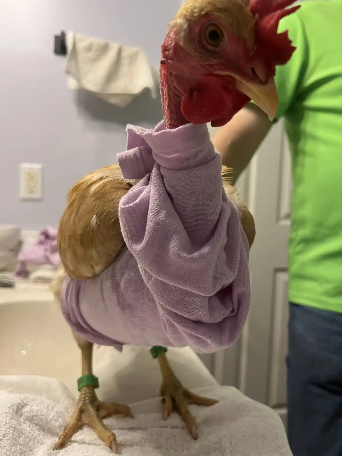 A light brown chicken with a red comb stands on a white towel in what appears to be a bathroom, wearing a purple t-shirt…