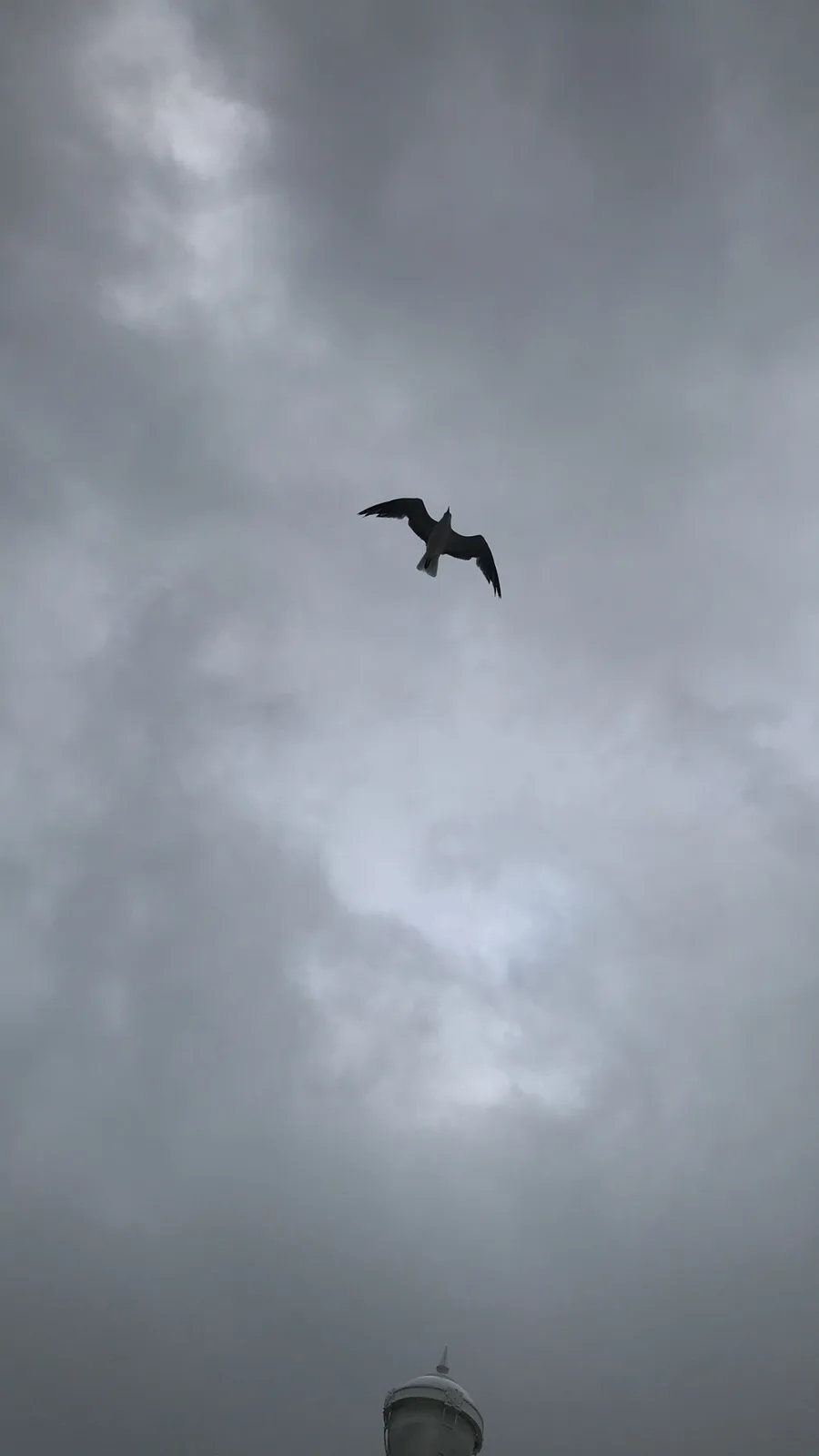 A lone seagull soars against a gray, overcast sky, with the top of a lighthouse visible at the bottom. The overlaid text…
