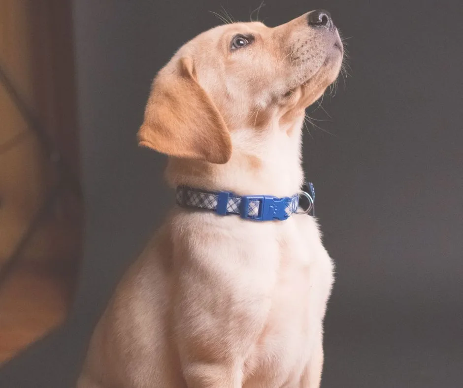 A light-colored Labrador puppy sits upright, looking upward with an innocent, hopeful expression. It wears a blue and gray…