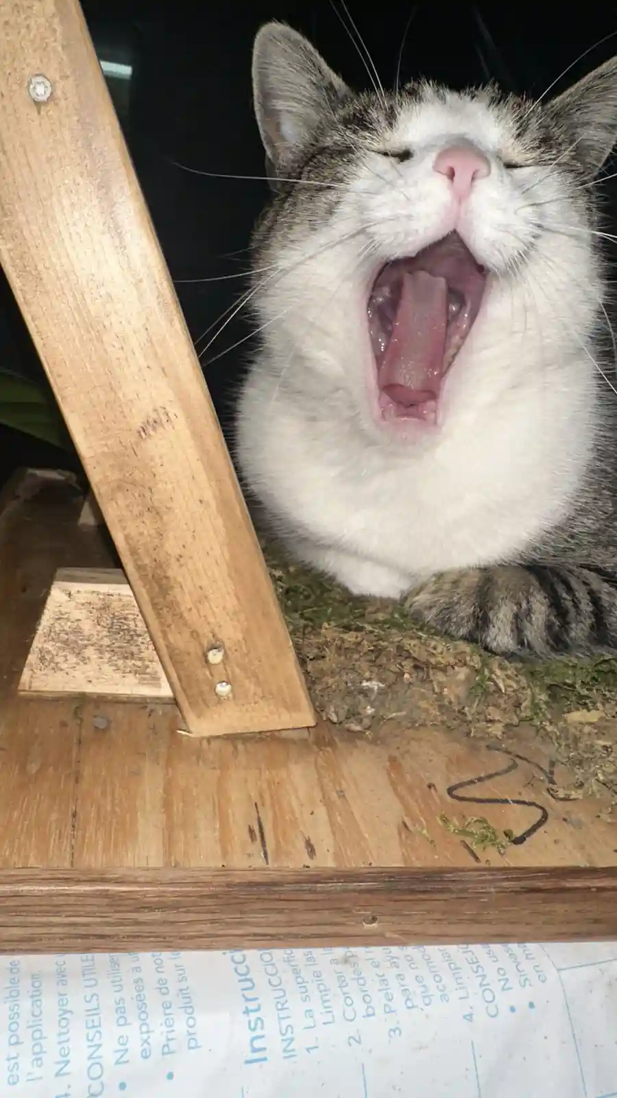 A close-up photo shows a gray and white tabby cat yawning widely with its mouth open and tongue visible, resting on a wooden…