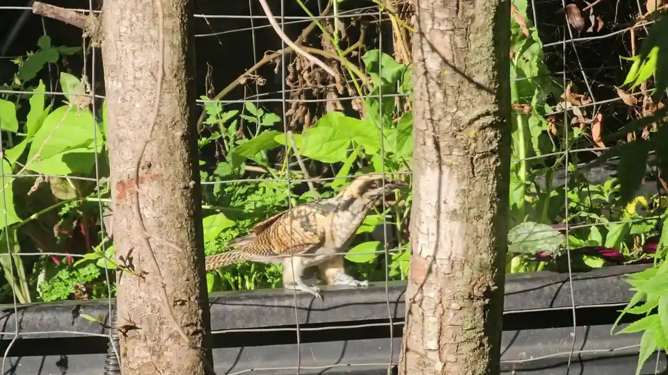 A bird with brown and white patterned feathers stands on a black surface behind a wire fence, framed by two tree trunks. The…