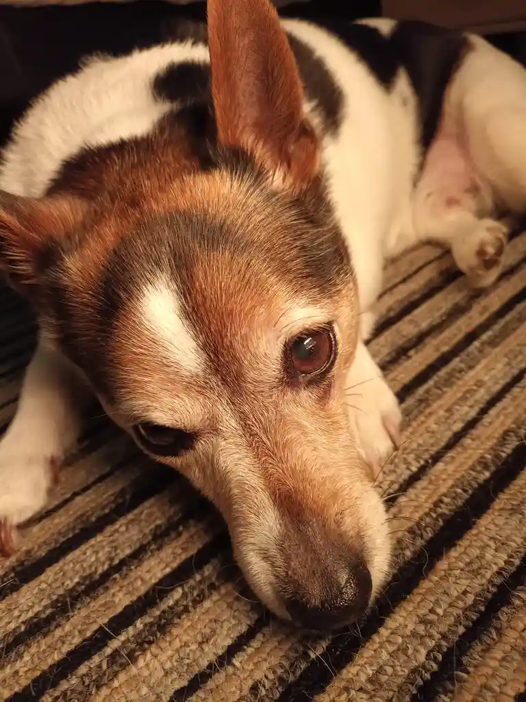 A close-up photo of a tricolor dog (white, black, and tan) lying on a striped rug, looking directly at the camera with one…