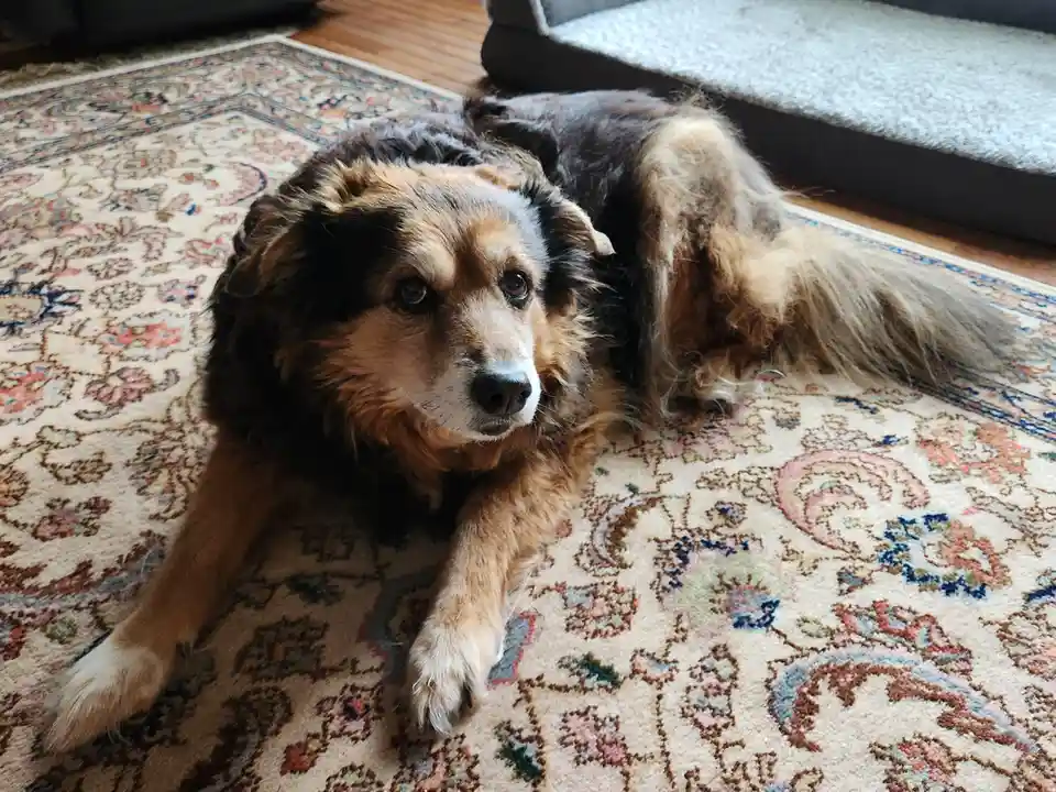 A fluffy, long-haired dog with brown, black, and white fur lies on a patterned rug in a living room, looking directly at the…