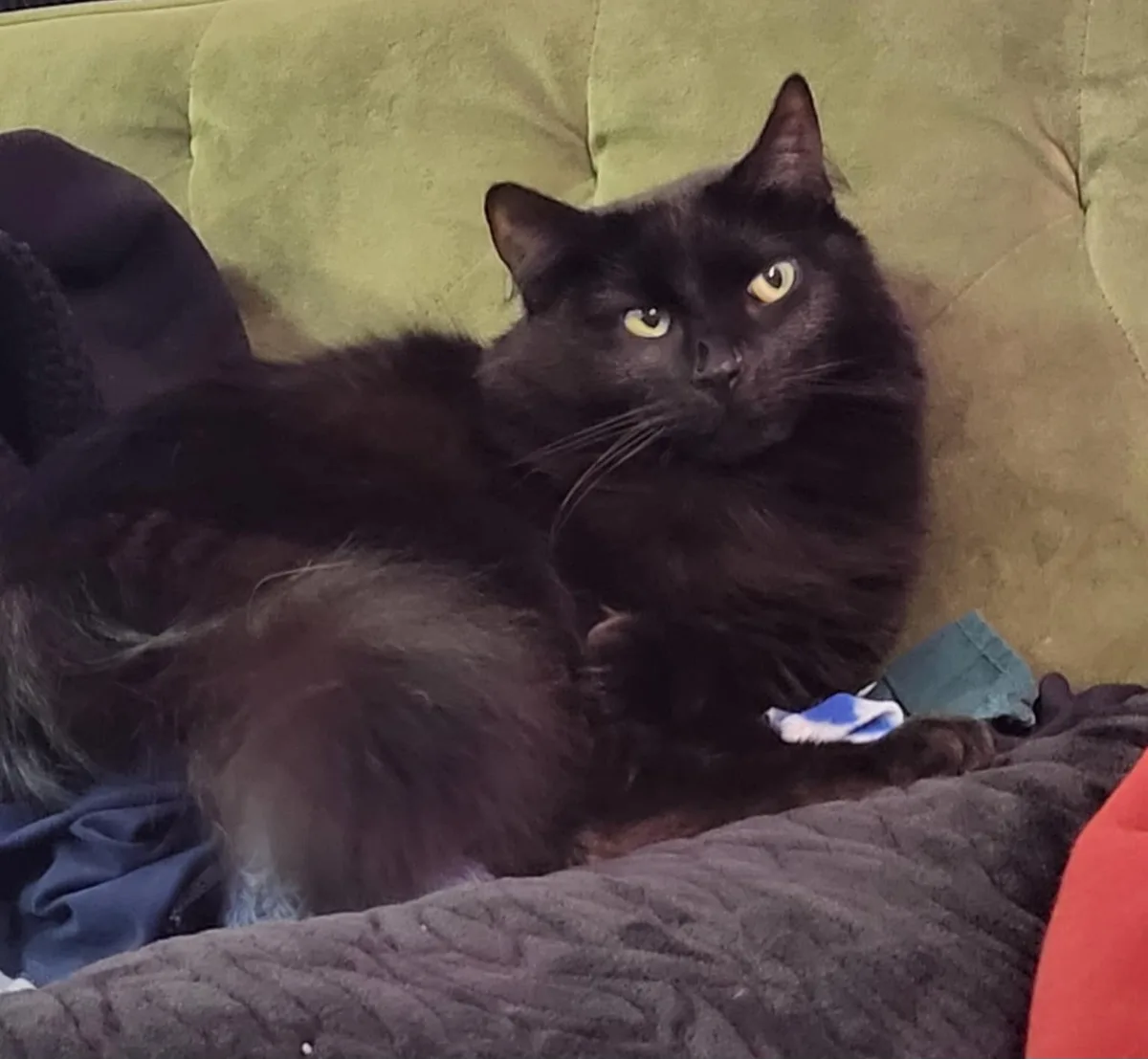 A fluffy black cat with yellow eyes lounges on a green couch, looking unimpressed and slightly annoyed. The cat is…