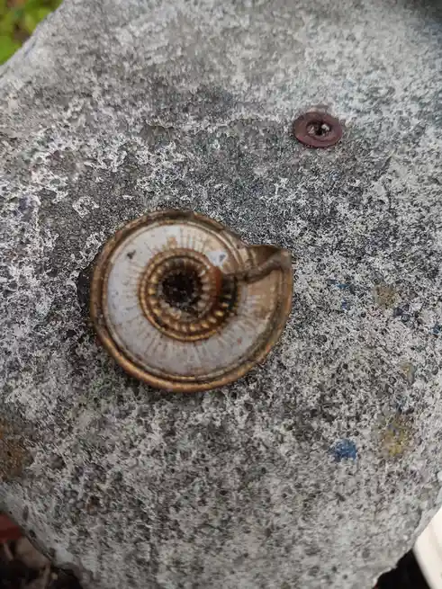 A close-up photo shows a spiral-shaped, weathered snail shell lying on a rough, gray concrete surface. The shell has a…
