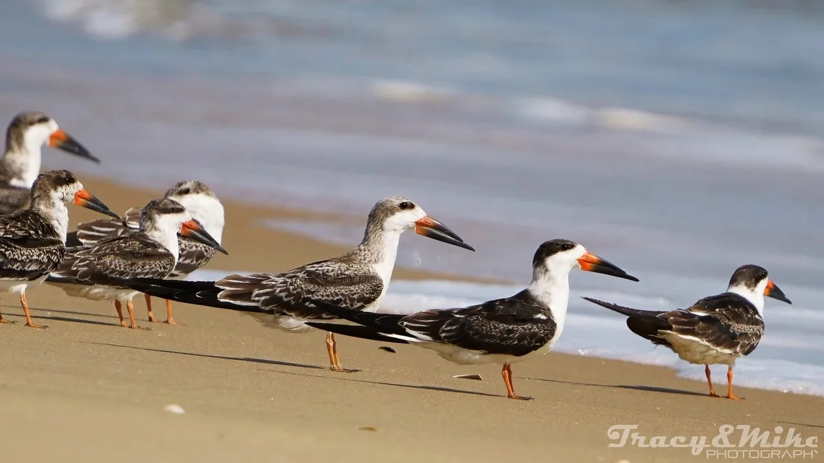 A group of black-and-white shorebirds with long, slender black tails stand on a sandy beach near the water's edge. The birds…