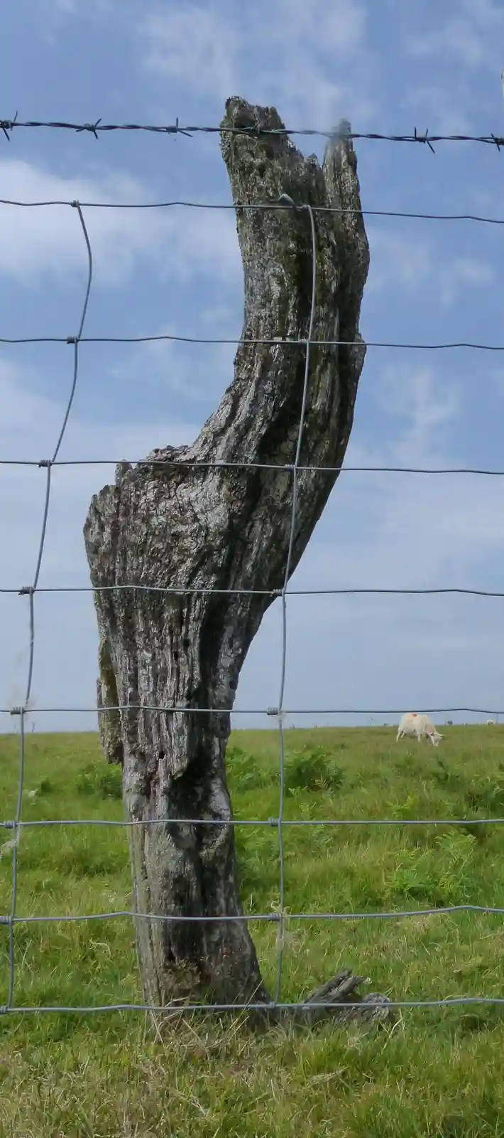 A weathered, gnarled tree trunk stands behind a wire fence with barbed wire on top, its upper portion bent sharply to the…