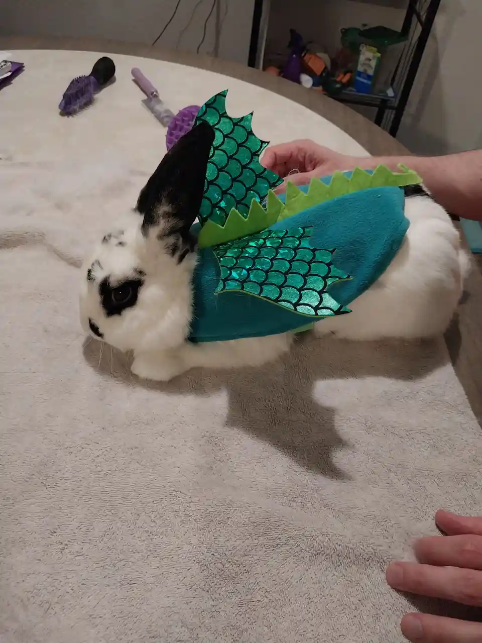 A black-and-white rabbit wearing a teal and green dragon costume with glittery scales and spiky edges sits on a towel on a…