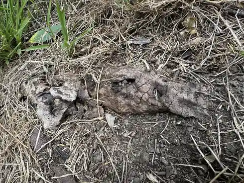 A close-up photo shows a brown, textured, elongated object resembling animal feces lying on dark soil mixed with dry grass…