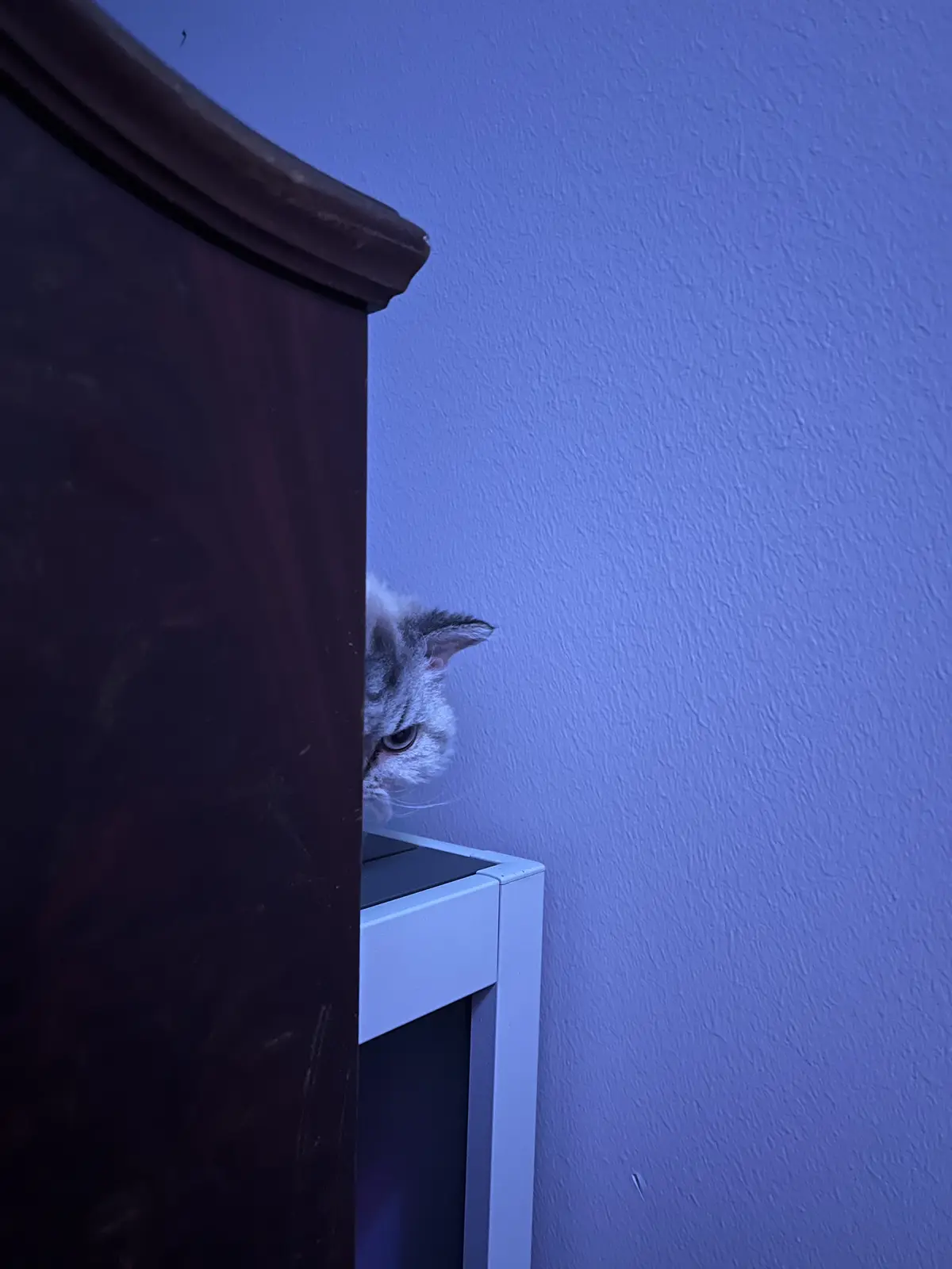 A silver tabby cat peeks cautiously from behind a dark wooden piece of furniture, its eye narrowed in a suspicious or…