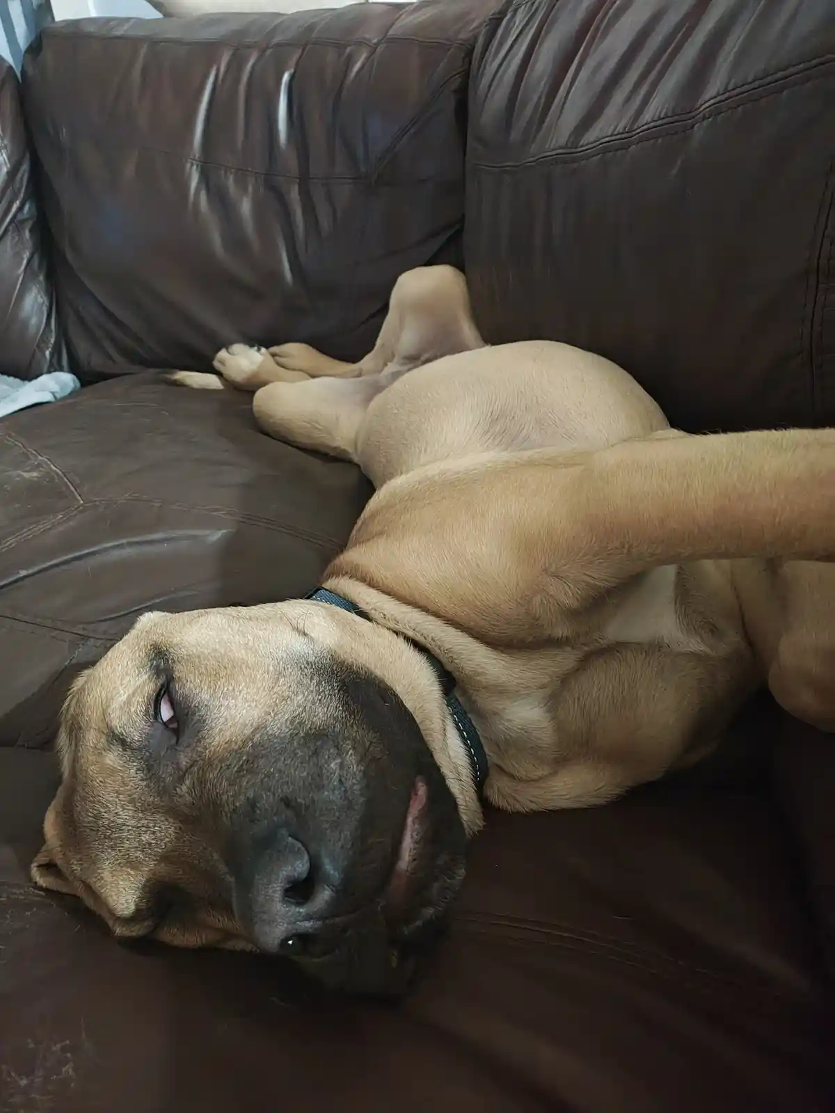 A tan dog with a dark muzzle and a blue collar is lying on its back on a brown leather couch, legs in the air, appearing…
